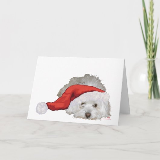 Coton de Tulear - Gewartet Feiertagskarte (Vorderseite)
