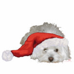 Coton de Tulear - Gewartet Freistehende Fotoskulptur<br><div class="desc">Jedes Design ist auf allen Zazzle-Produkten erhältlich. Blättern Sie auf der Seite dieses Produkts zu diesem Design übertragen und wählen Sie Ihr Lieblingsprodukt aus. Sie können Ihre Auswahl auch mit unserem Texteditor anpassen. Es gibt viele wunderbare Schriftart,  aus denen Sie wählen können. Vielen Dank!</div>