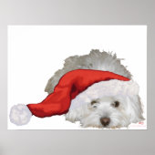 Coton de Tulear - Gewartet Poster (Vorne)