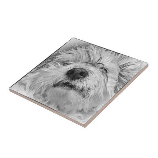 Coton de Tulear Hund Fliese (Seite)