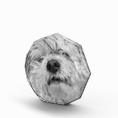 Coton de Tulear Hund Fotoblock (Rechts)