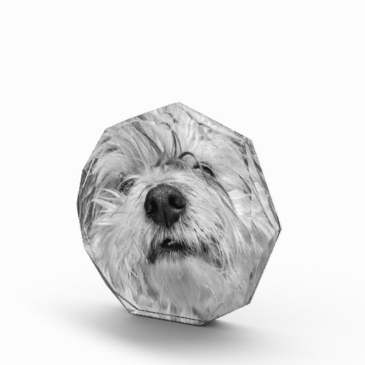 Coton de Tulear Hund Fotoblock (Rechts)