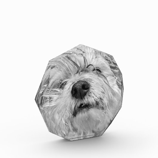 Coton de Tulear Hund Fotoblock (Links)