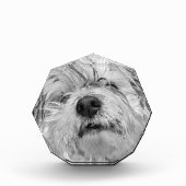 Coton de Tulear Hund Fotoblock (Vorderseite)