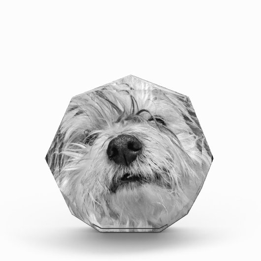 Coton de Tulear Hund Fotoblock (Vorderseite)