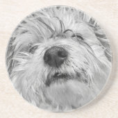 Coton de Tulear Hund Getränkeuntersetzer (Vorne)