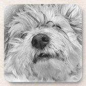 Coton de Tulear Hund Getränkeuntersetzer (Vorderseite)