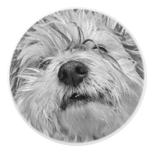 Coton de Tulear Hund Keramikknauf (Vorderseite)