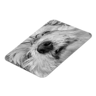 Coton de Tulear Hund Magnet