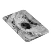 Coton de Tulear Hund Magnet (Rechte Seite)