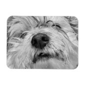 Coton de Tulear Hund Magnet (Horizontal)