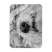 Coton de Tulear Hund Magnet (Vertikal)