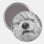 Coton de Tulear Hund Magnet (Vorderseite/Rückseite)