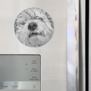 Coton de Tulear Hund Magnet