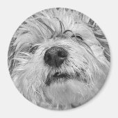 Coton de Tulear Hund Magnet (Vorne)