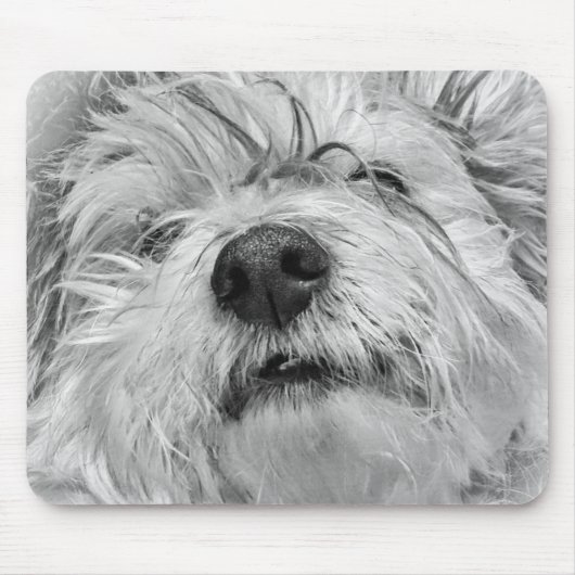 Coton de Tulear Hund Mousepad (Vorne)