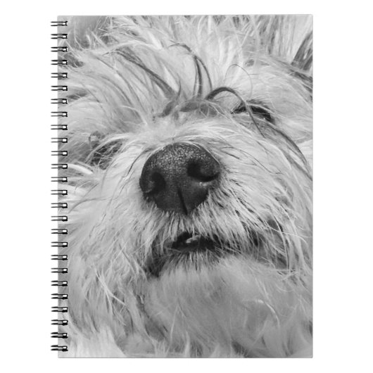 Coton de Tulear Hund Notizblock (Vorderseite)