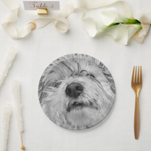 Coton de Tulear Hund Pappteller
