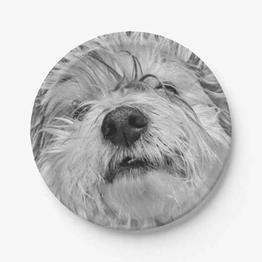 Coton de Tulear Hund Pappteller (Vorderseite)