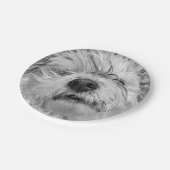 Coton de Tulear Hund Pappteller (Schrägansicht)