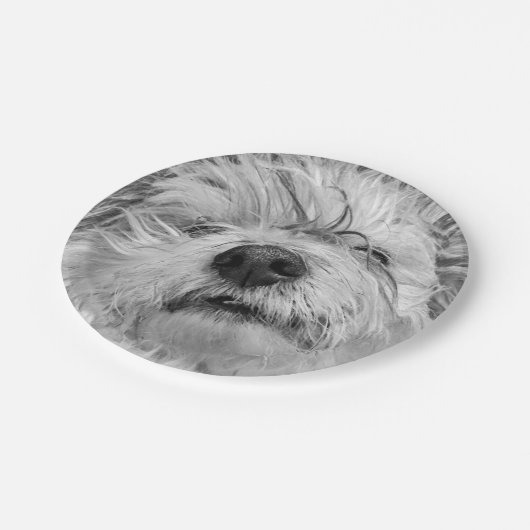 Coton de Tulear Hund Pappteller (Schrägansicht)