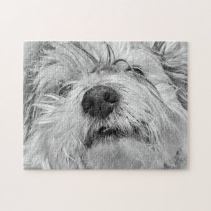 Coton de Tulear Hund Puzzle