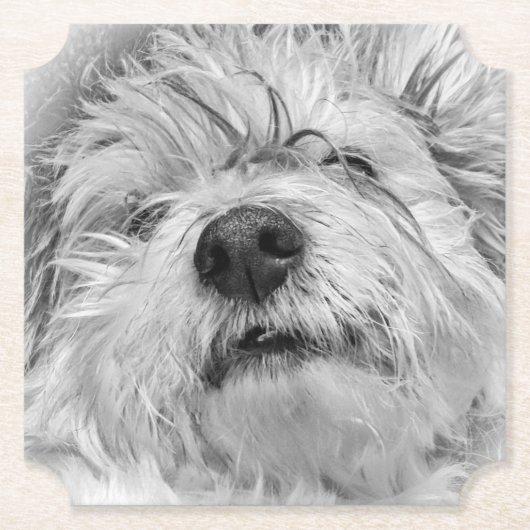 Coton de Tulear Hund Untersetzer (Vorderseite)
