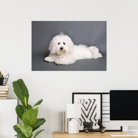 Coton de Tulear - Joci Poster (Heimbüro)