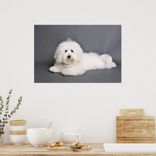 Coton de Tulear - Joci Poster (Küche)
