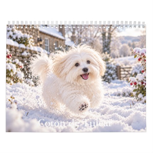 Coton de Tulear Kalender (Titelbild)