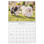 Coton de Tulear Kalender (Mär 2027)