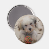 Coton de Tulear Magnet (Vorderseite/Rückseite)