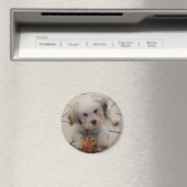 Coton de Tulear Magnet (In Situ (Geschirrspüler))