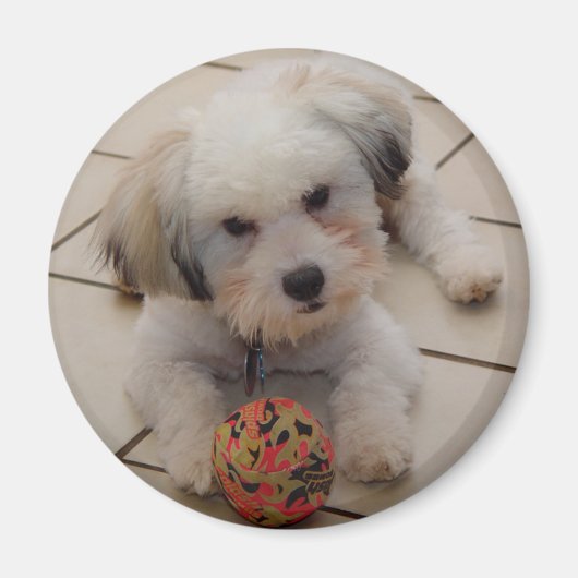 Coton de Tulear Magnet (Vorne)