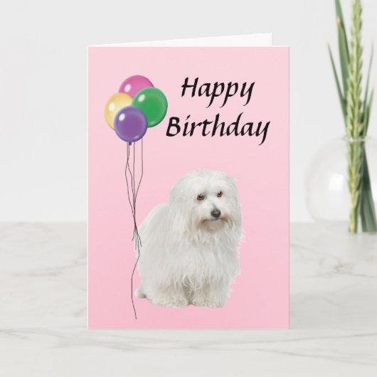 Coton De Tulear mit Balloons glücklich zum Geburts Karte (Vorderseite)