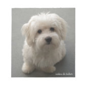 Coton de Tulear Notizblock (Vorderseite)