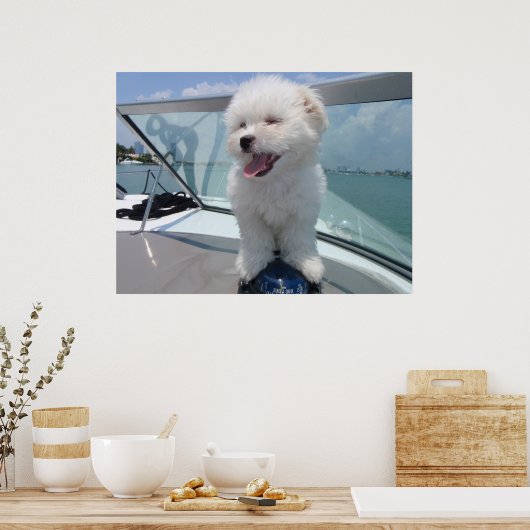 Coton De Tulear Poster (Küche)