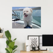Coton De Tulear Poster (Heimbüro)