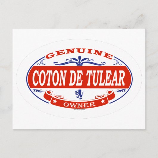 Coton De Tulear Postkarte (Vorderseite)