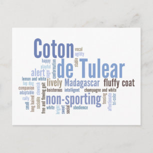 Coton de Tulear Postkarte