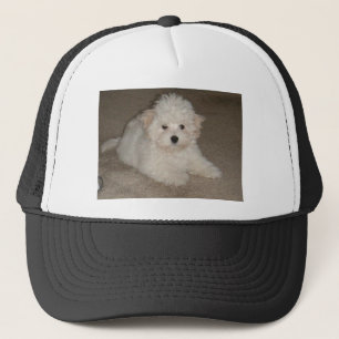Coton_de_Tulear_puppy.png Truckerkappe