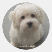 Coton de Tulear Runder Aufkleber (Vorderseite)