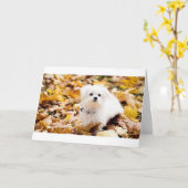 Coton de Tulear SAYS HAPPY 50. BIRTHDAY Karte (Gelbe Blume)