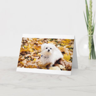 Coton de Tulear SAYS HAPPY 60. BIRTHDAY Karte