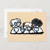 Coton De Tulear Trio Postkarte (Vorne/Hinten)