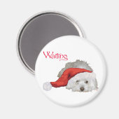 Coton de Tulear - Wartend Magnet (Vorderseite/Rückseite)
