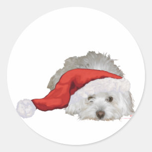 Coton de Tulear - Wartend Runder Aufkleber