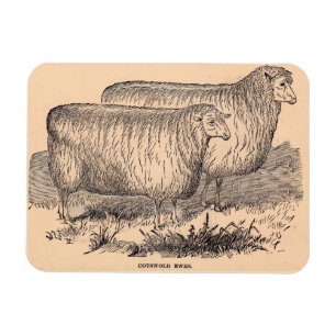 Cotswold ewes aus dem 19. Jahrhundert Magnet