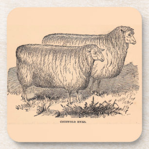 Cotswold ewes print aus dem 19. Jahrhundert Getränkeuntersetzer