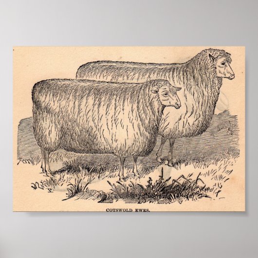 Cotswold ewes print aus dem 19. Jahrhundert Poster (Vorne)